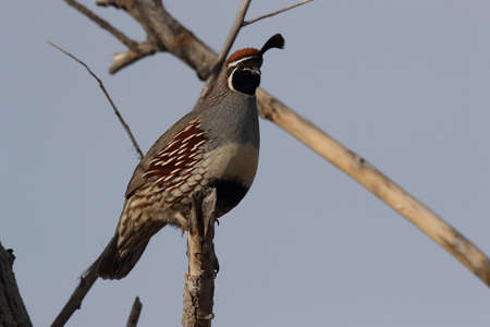 Gambel's Quail New Mexicoの写真素材