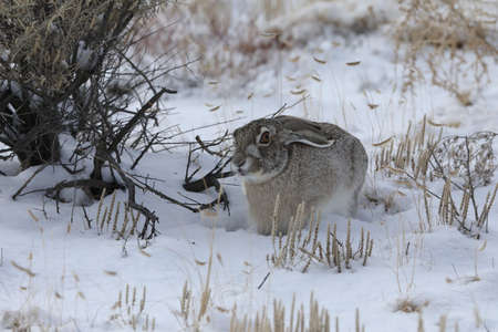 white-sided jackrabbit (Lepus callotis) in the snow,  New Mexico USA