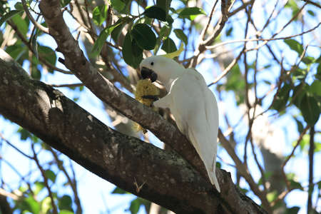 Sulphur-Crested Cockatoo (Cacatua galerita),  Australia