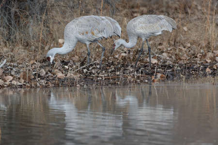 Sandhill Crane Bosque del Apache Wildlife Reserve New Mexico in Winter , USAの写真素材