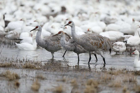 Sandhill Crane Bosque del Apache Wildlife Reserve New Mexico in Winter , USAの写真素材