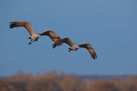 Sandhill Crane Bosque del Apache Wildlife Reserve New Mexico in Winter , USAの写真素材