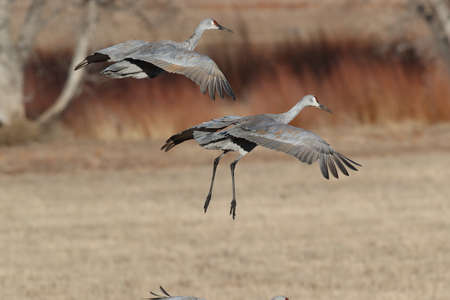 Sandhill Crane Bosque del Apache Wildlife Reserve New Mexico in Winter , USAの写真素材