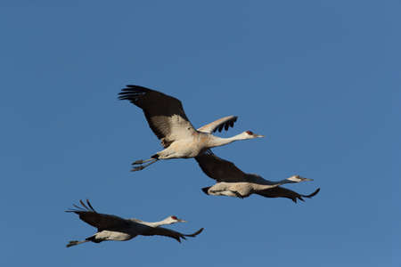 Sandhill Crane Bosque del Apache Wildlife Reserve New Mexico in Winter , USAの写真素材