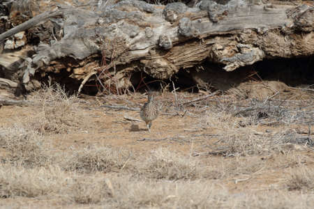 Roadrunner Bosque del Apache wildlife refuge in New Mexico.