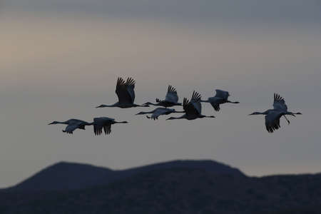 Sandhill Crane Bosque del Apache Wildlife Reserve New Mexico in Winter , USAの写真素材
