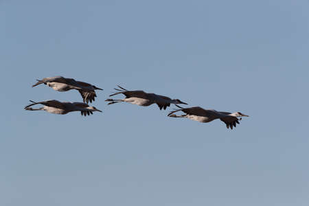 Sandhill Crane Bosque del Apache Wildlife Reserve New Mexico in Winter , USAの写真素材