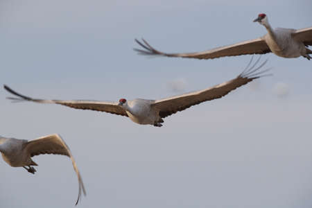 Sandhill Crane Bosque del Apache Wildlife Reserve New Mexico in Winter , USA