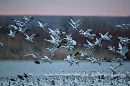 Snow geese  Bosque del Apache, New Mexico USAの写真素材