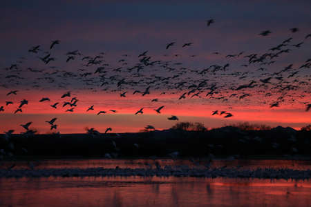 Snow geese  Bosque del Apache, New Mexico USAの写真素材