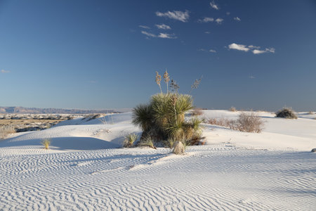 White Sands National Monument New Mexico USAのeditorial素材