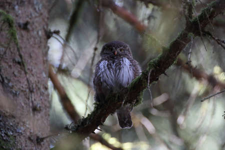 Eurasian pygmy owl (Glaucidium passerinum) Swabian Jura Germanyの写真素材
