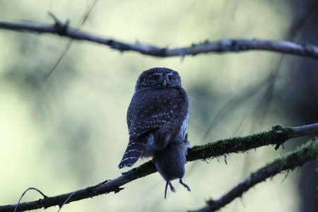 Eurasian pygmy owl (Glaucidium passerinum) Swabian Jura Germanyの写真素材