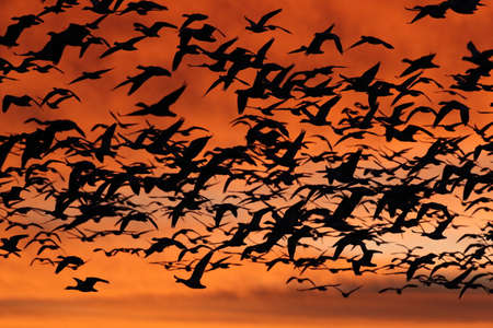 Snow geese in the dawn, Bosque del Apache, USA