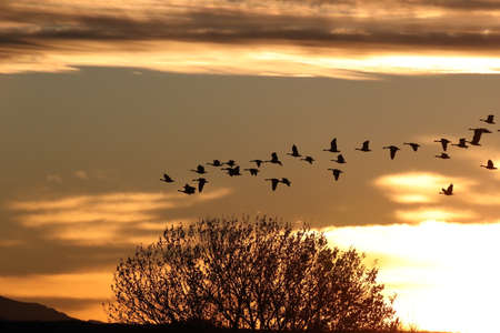 Snow geese in the dawn, Bosque del Apache, USA