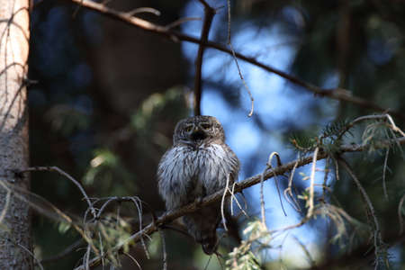 Eurasian pygmy owl (Glaucidium passerinum) Swabian Juraの写真素材