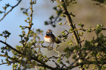 Bluethroat (Luscinia svecica)の写真素材