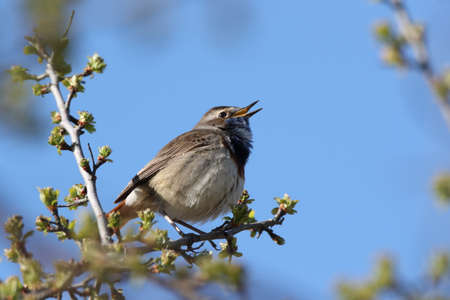 Bluethroat (Luscinia svecica)