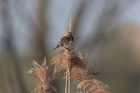 Bluethroat (Luscinia svecica)の写真素材