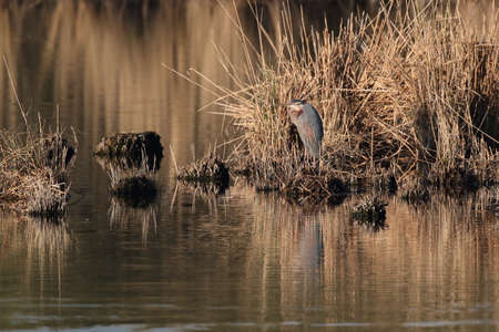Purple Heron (Ardea purpurea), Germanyの写真素材