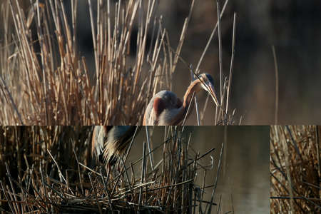 Purple Heron (Ardea purpurea), Germany