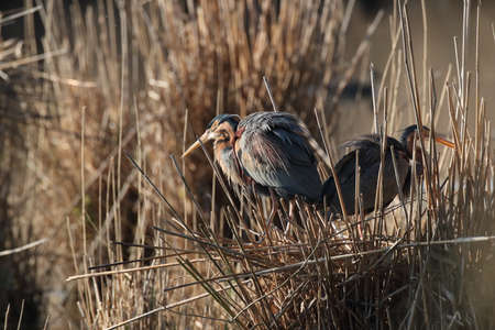 Purple Heron (Ardea purpurea), Germanyの写真素材
