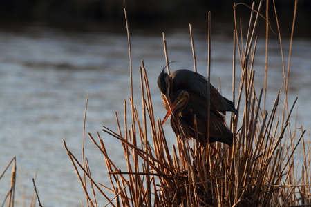 Purple Heron (Ardea purpurea), Germanyの写真素材