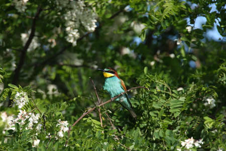 European bee-eater (Merops apiaster) Germany (East)の写真素材