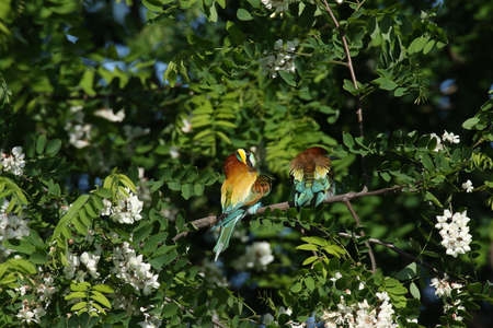 European bee-eater (Merops apiaster) Germany (East)の写真素材