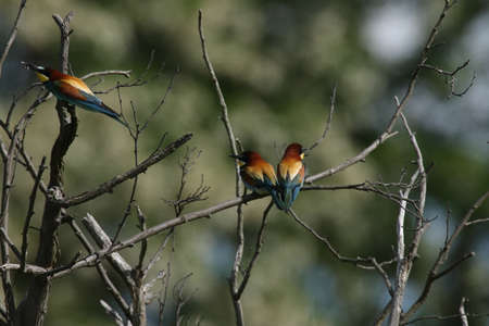 European bee-eater (Merops apiaster) Germany (East)