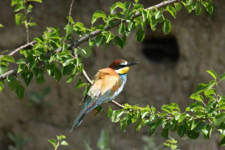 European bee-eater (Merops apiaster) Germany (East)