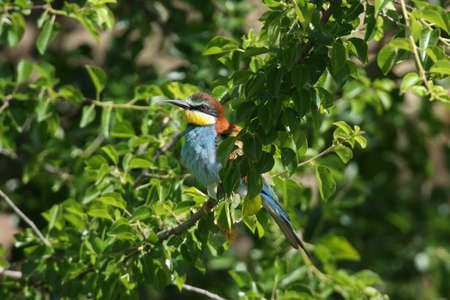 European bee-eater (Merops apiaster) Germany (East)