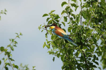 European bee-eater (Merops apiaster) Germany (East)