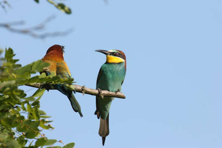 European bee-eater (Merops apiaster) Germany (East)の写真素材