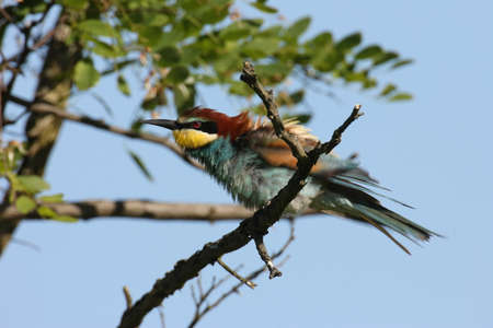 European bee-eater (Merops apiaster) Germany (East)