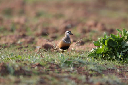 Eurasian dotterel (Charadrius morinellus) Helgoland, Germanyの写真素材