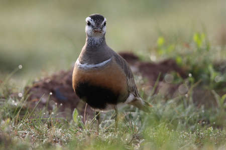 Eurasian dotterel (Charadrius morinellus) Helgoland, Germanyの写真素材