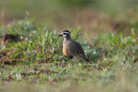 Eurasian dotterel (Charadrius morinellus) Helgoland, Germanyの写真素材