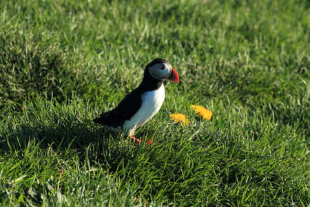 Atlantic puffin, Icelandの写真素材