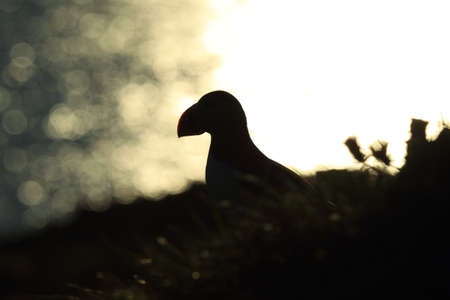 Atlantic puffin, Icelandの写真素材