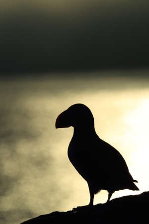 Atlantic puffin, Icelandの写真素材