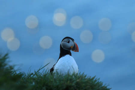 Atlantic puffin, Icelandの写真素材