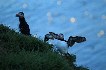 Atlantic puffin, Icelandの写真素材