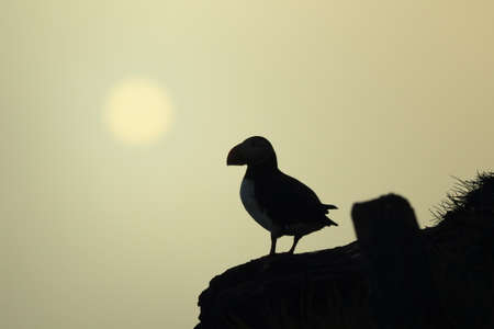 Atlantic puffin, Icelandの写真素材