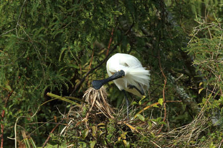 Royal Spoonbill nesting at the mouth of Waitangiroto River in the rain forest West Coast, New Zealandの写真素材