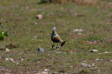 Eurasian dotterel (Charadrius morinellus) Helgoland, Germanyの写真素材