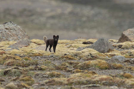 Arctic Fox, Vulpes lagopus, cute animal portrait in the nature habitat, grass meadow , Iceland