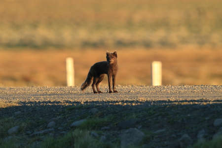 Arctic Fox, (Vulpes lagopus) Icelandの写真素材