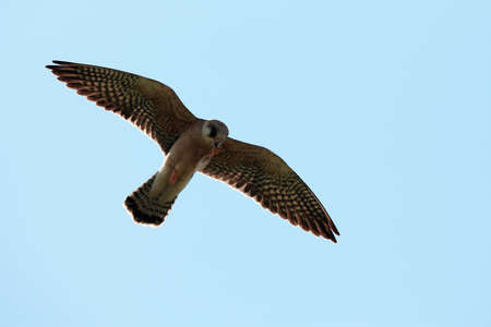 Red-footed falcon Helgoland Germanyの写真素材