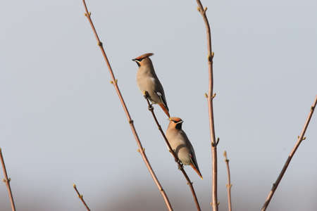 Bohemian waxwing (Bombycilla garrulus) Germanyの写真素材